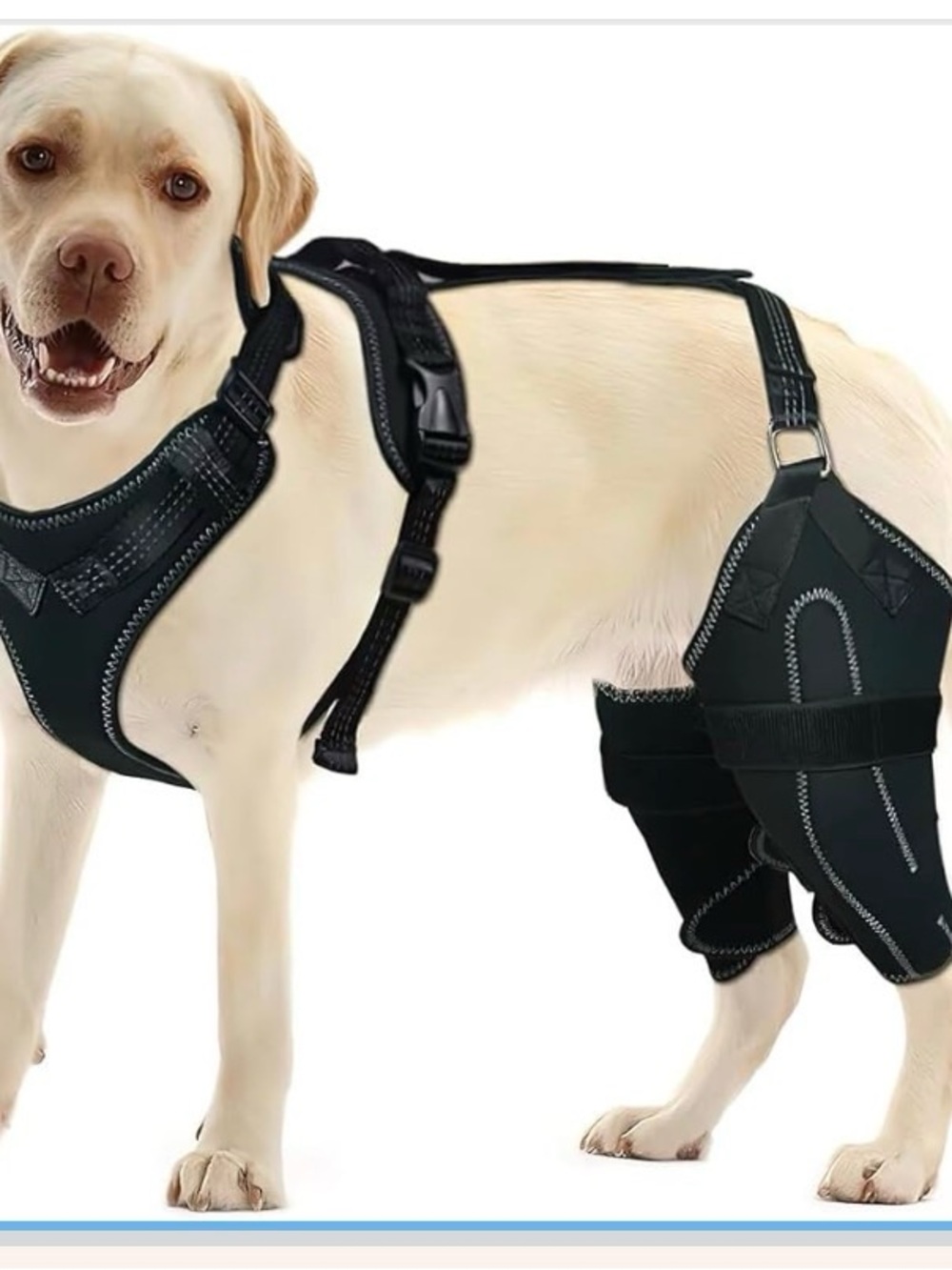 Adjustable Black Rear Support Harness for Dogs - Mobility Aid